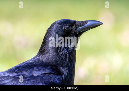 Carrion Crow (Corvus corone) portrait of an adult on the ground in a lawn in late winter, Country Garden, Lorraine, France Stock Photo