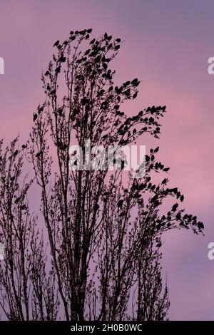 Starling (Sturnus vulgaris), Group posed on poplars of Italy on a background of sky colored by the setting sun in late winter, Countryside, Lorraine, Stock Photo