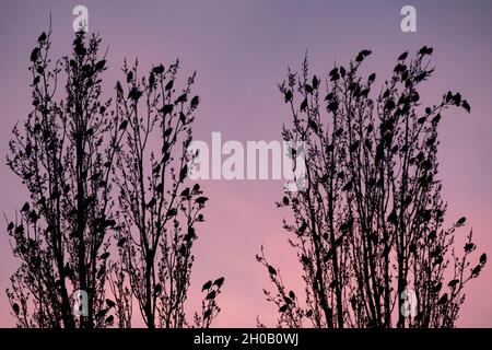Starling (Sturnus vulgaris), Group posed on poplars of Italy on a background of sky colored by the setting sun in late winter, Countryside, Lorraine, Stock Photo