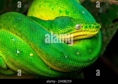 Emerald Tree Boa (Corallus caninus) portrait, Petit Saut, French Guiana Stock Photo