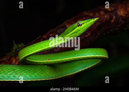Green Vine Snake (Oxybelis fulgidus) portrait, Montagne de Fer, French Guiana