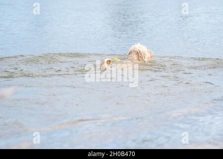 Labradoodle dog swims tail up in a lake. White dog with curly hair, seen from behind. Yellow tennis ball floats on the blue water. Stock Photo