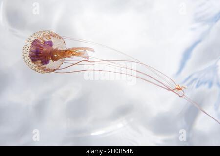 Jellyfish (Pelagia noctiluca), Marine invertebrates of the Canary Islands.