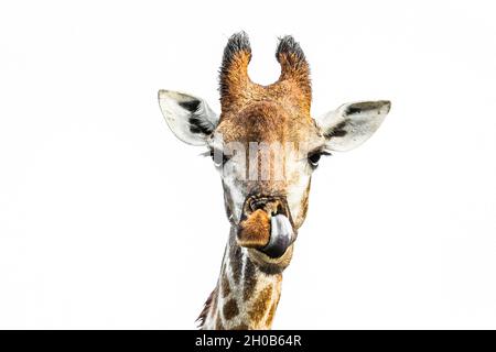 Giraffe (Giraffa camelopardalis) portrait front view isolated in white background in Kruger National park, South Africa Stock Photo