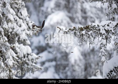 Red squirrel (Sciurus vulgaris) jumping from a snow-covered branch, in the Alps, canton of Valais, Switzerland. Stock Photo
