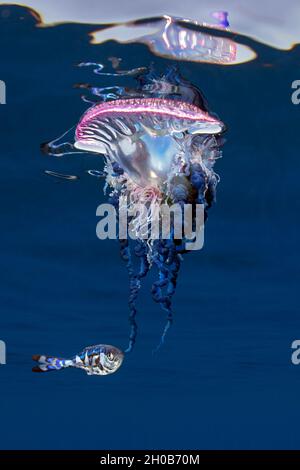 Man-of-war fish, Nomeus gronovii, and a Portuguese man-of-war, Physalia ...