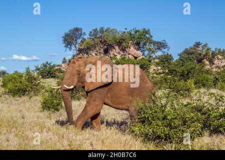 African bush elephant (Loxodonta africana) walking in boulder scenery in Kruger National park, South Africa
