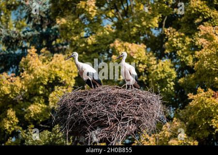 nest of storks high above the ground, Slovakia Stock Photo