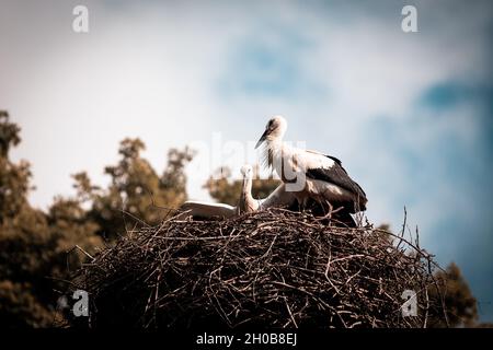 nest of storks high above the ground, Slovakia Stock Photo