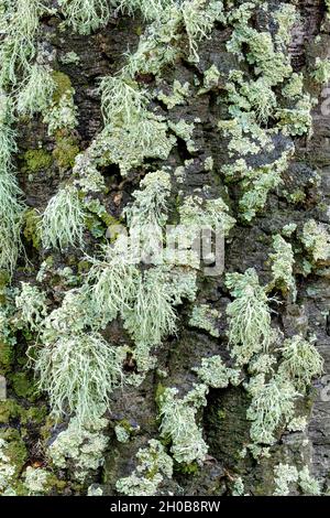 Association of foliaceous and fructicolous corticolous lichens on the bark of a tree on a rainy day, Green foliaceous: Crescent frost lichen (Physconi Stock Photo