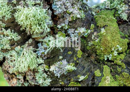 Association of foliaceous and fructicolous corticolous lichens on the bark of a tree on a rainy day, Green foliaceous: Crescent frost lichen (Physconi Stock Photo