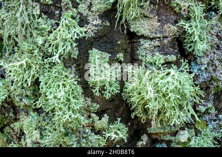 Association of foliaceous and fructicolous corticolous lichens on the bark of a tree on a rainy day, Grey foliaceous: Parmelia lichen (Parmelia spp) a Stock Photo