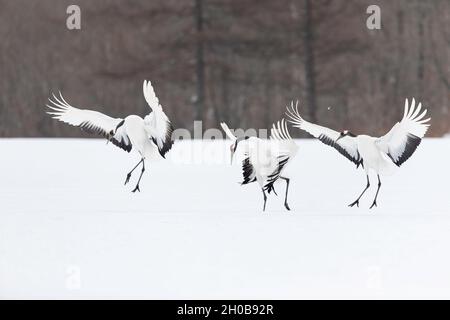 Red-crowned crane (Grus japonensis) group of three landing in snow, Hokkaido, Japan Stock Photo