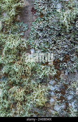 Association of fructicose and foliaceous lichens on the bark of a tree Yellow fructicose Strap lichen (Ramalina farinacea), left, and grey foliaceous Stock Photo