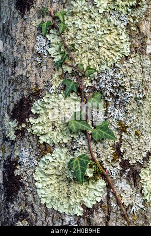 Association of foliose corticolous lichens on the bark of a tree, Common greenshield lichen (Flavoparmelia caperata) and Hammered shield lichen (Parme Stock Photo