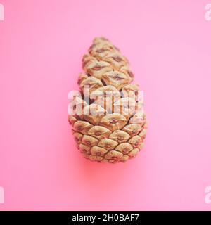 one pine cone on a pale pink paper table. Stock Photo