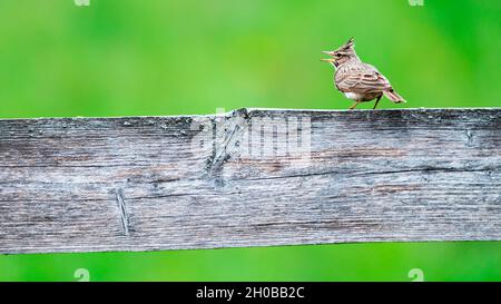 Crested lark (Galerida cristata) on wooden fence, Slovakia