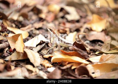 Cuban Side-blotched Curlytail (Leiocephalus macropus) on the ground in a coastal forest, Cuba Stock Photo