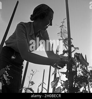 Winzerin bei der Arbeit im Weinberg, Deutschland 1930er Jahre. Winemaker at work in the vineyard, Germany 1930s. Stock Photo