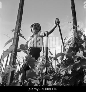 Winzerin bei der Arbeit im Weinberg, Deutschland 1930er Jahre. Winemaker at work in the vineyard, Germany 1930s. Stock Photo