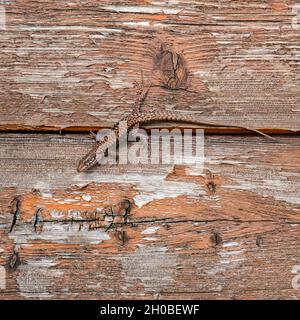Common wall lizard (Podarcis muralis) on an old wooden hut, Joue-les-Tours, Indre et Loire, Centre Val de Loire Region, France Stock Photo