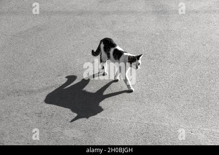 Cat with big shadow on the asphalt road. Black and white photo Stock Photo