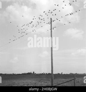 Vögel sitzen auf einer Stromleitung nahe Königsberg in Ostpreußen, Deutschland 1930er Jahre. Birds sitting on a wire near Koenigsberg in East Prussia, Germany 1930s. Stock Photo