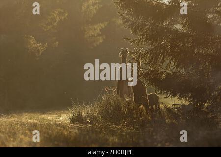Red deer (Cervus elaphus) youngsters standing against each other, Ardennes, Belgium Stock Photo