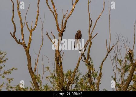 Black kite (Milvus migrans) on a branch, Lake Varese, Varese, Italy. Stock Photo