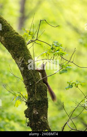 Red squirrel (Sciurus vulgaris) climbing a tree, Vaud, Switzerland Stock Photo