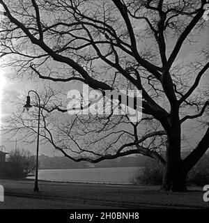 Baum im Herbst an der Alster in Hamburg, Deutschland 1930er Jahre. A bald tree in autumn near the Alster at Hamburg, Germany 1930s. Stock Photo