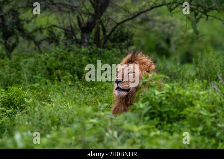 Lion (Panthera leo), Ndutu, Ngorongoro Conservation Area, Serengeti, Tanzania.