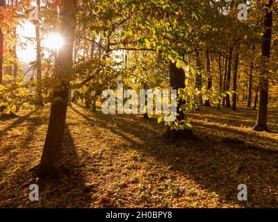 Branch with colorful yellow leaves. Autumn forest with bright morning sun shining through the trees. Stock Photo