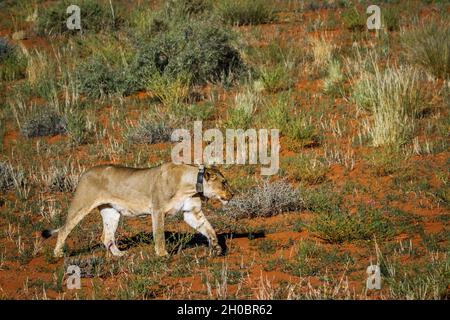 African lioness (Panthera leo) with tracking collar walking in Kgalagadi transfrontier park, South Africa