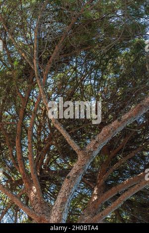 Low angle view of a maritime pine. Copy space. Stock Photo