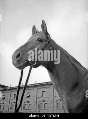 Porträt eines Pferdes aus dem Gestüt in Braunsberg, Ostpreußen, 1930er Jahre. Portrait of a horse of the stud in Braunsberg, East Prussia, 1930s. Stock Photo