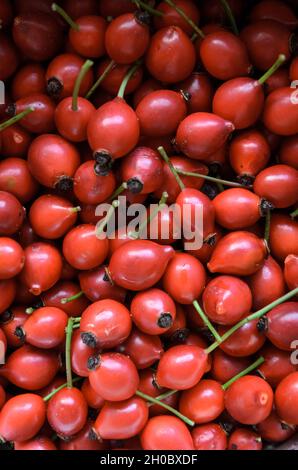 Rose Hip or Rosehip, also called rose haw and rose hep with green stems Stock Photo