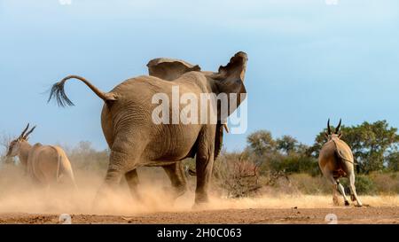 Common eland , also known as the southern eland or eland antelope (Taurotragus oryx) being chased away from a waterhole by and African bush elephant (