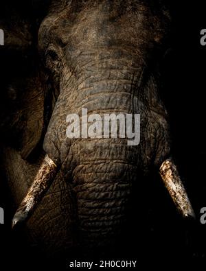 African bush elephant (Loxodonta africana), or African savanna elephant. Mpumalanga. South Africa. Stock Photo