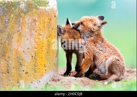 Red fox (Vulpes vulpes) youngs playing in the grass, Slovakia Stock Photo