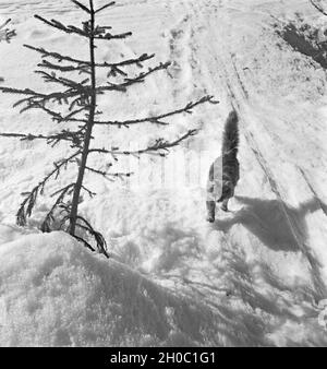 Ein Ausflug in ein Skigebiet in Bayern, Deutsches Reich 1930er Jahre. A trip to a Ski region in Bavaria, Germany 1930s. Stock Photo