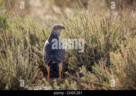 Pale Chanting-Goshawk (Melierax canorus) standing in flowering scrubland in Kgalagadi transfrontier park, South Africa Stock Photo