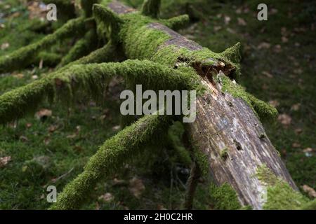Dead spruce trunk covered with moss in a forest, Jura, France. Stock Photo