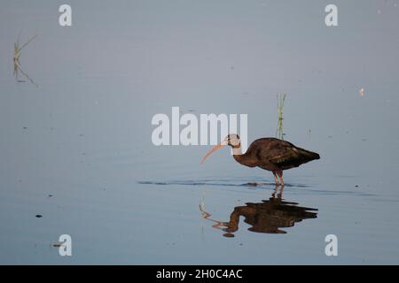Glossy ibis (Plegadis falcinellus) in water, Europe
