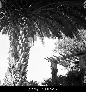 Pergola mit Palme auf der Insel Mainau, Deutschland 1930er Jahre. Loggia with palm tree at Mainau island, Germany 1930s. Stock Photo