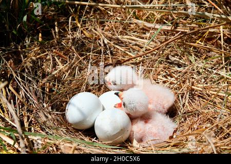 Montagu's Harrier (Circus pygargus) 2-day-old chicks in their ground nest hidden in the grass, Vendee, France Stock Photo