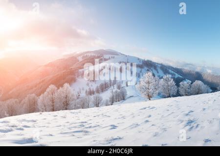 Amazing winter landscape with snowy trees on a mountains valley. Pink sunrise sky glowing on background. Landscape photography Stock Photo