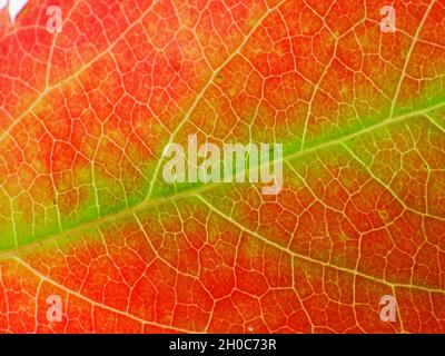 super macro of the veins of an beautiful autumn Virginia creeper leaf (Parthenocissus), with the colors yellow, red, green, orange Stock Photo