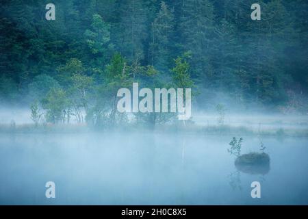 Morning mist on the peat bog lake of Lispach, Vosges, France Stock Photo