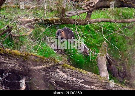 Coypu (Mysocastor fiber) and young on the bank in spring, Loire Valley, France Stock Photo